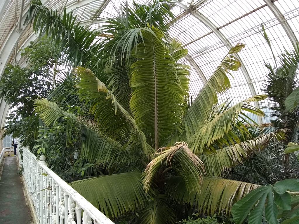 Crown of an oil palm in Kew's Palm House
